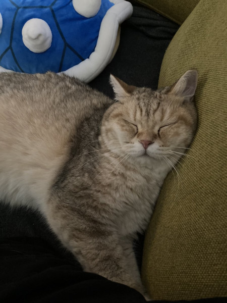 the internet is for cats